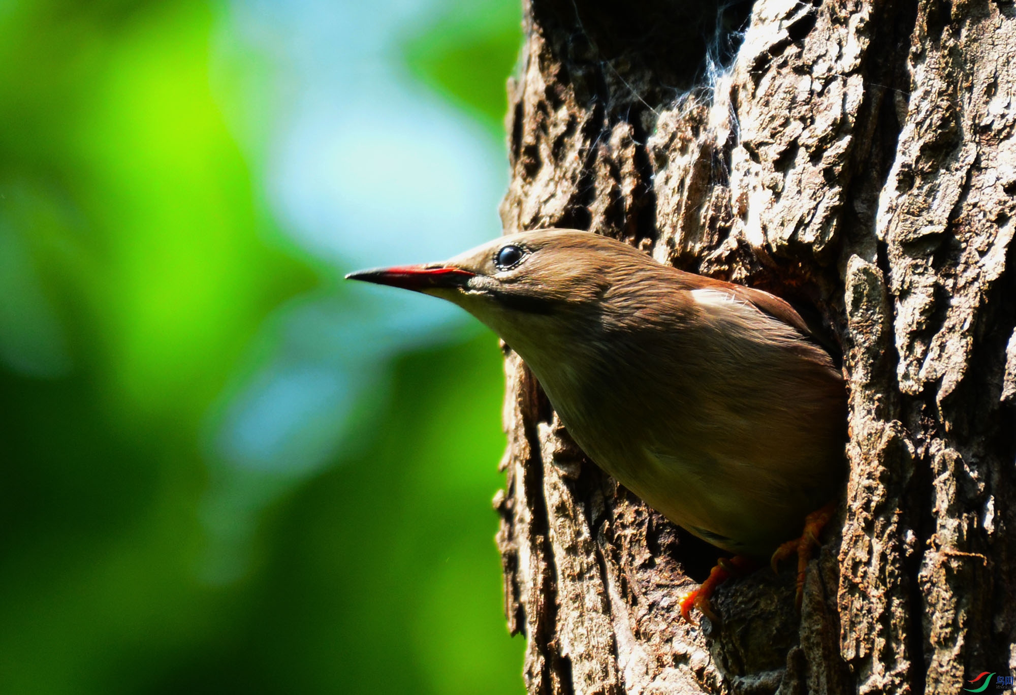 �����ȥ�����L