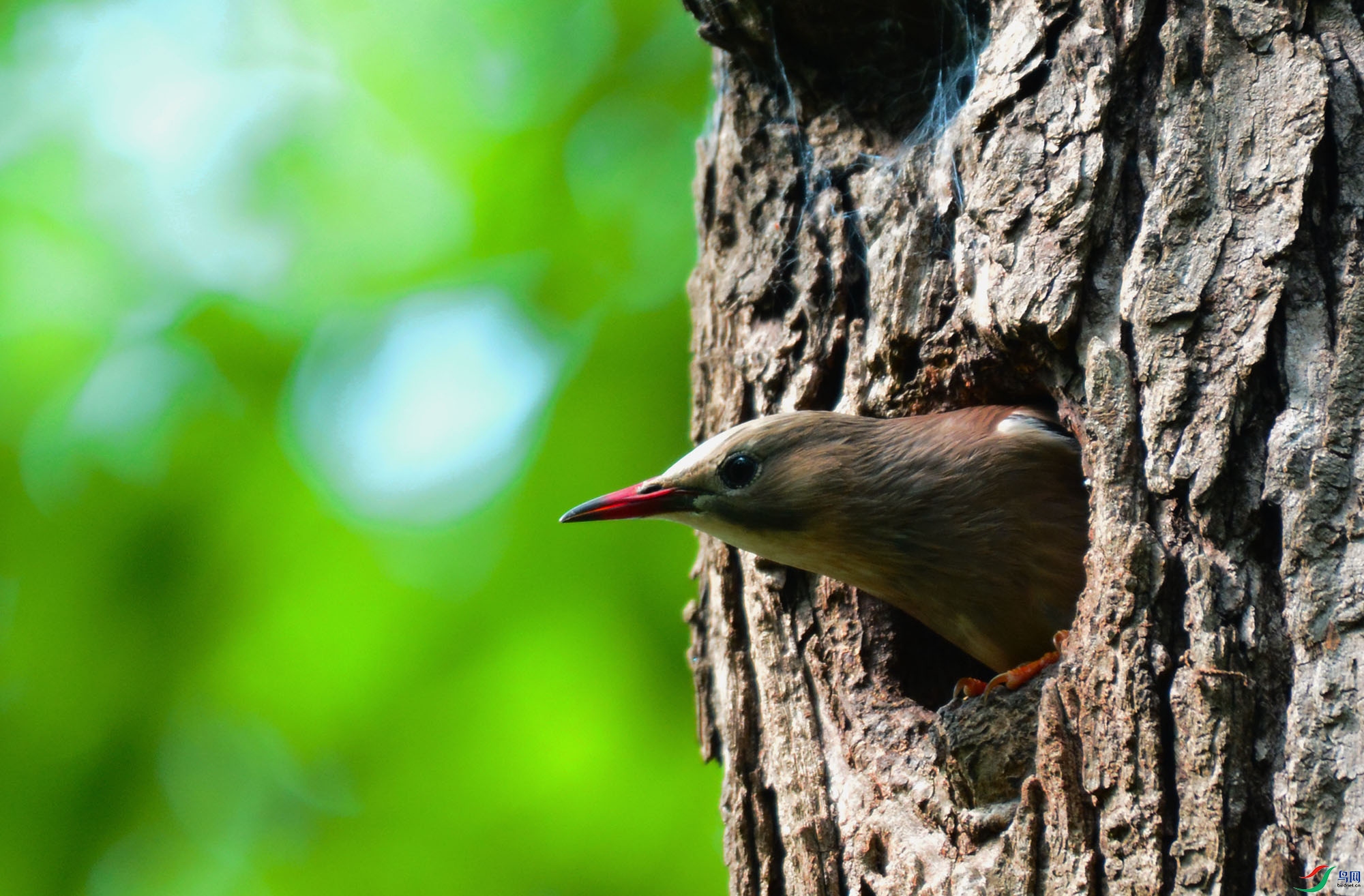 �����ȥ�����L