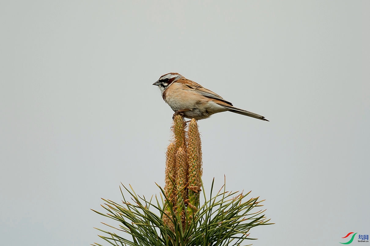 _DSC9065.jpg
