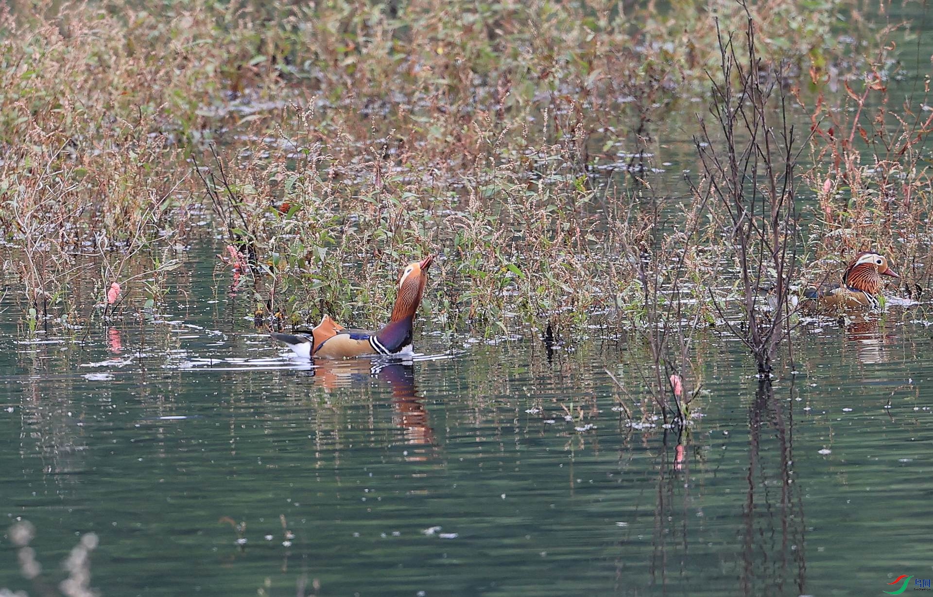 9.AK1I8064 - ����.JPG