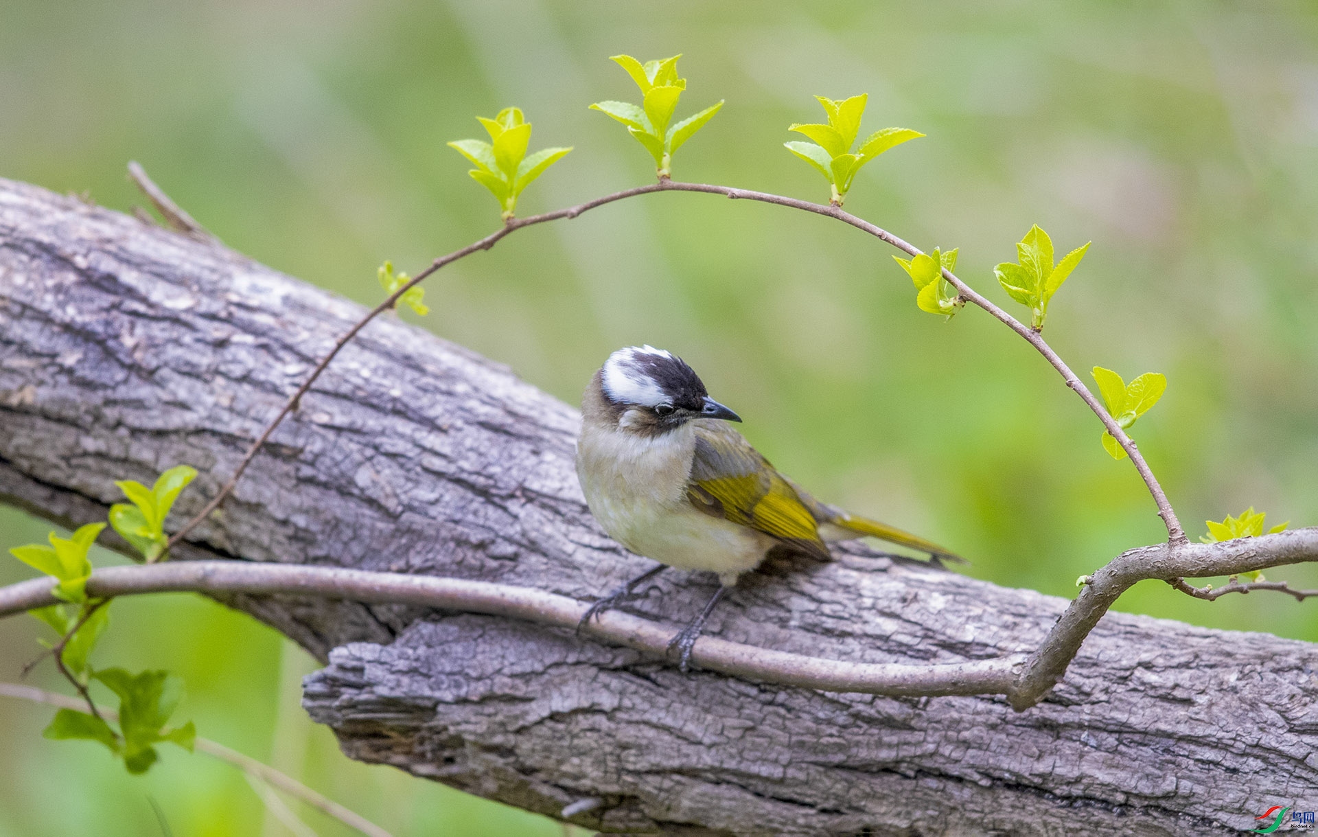 _K8I4445   ���ĵİ�ͷ�� 03.jpg