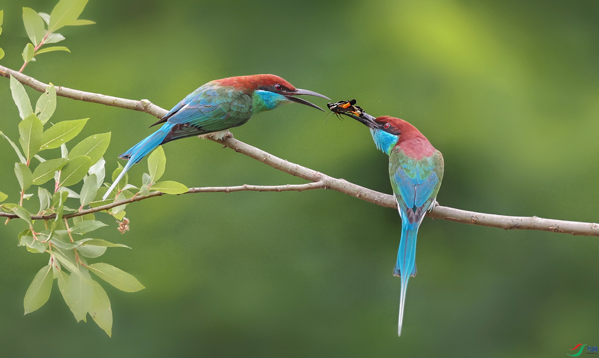 ��ͼ083A3462.jpg
