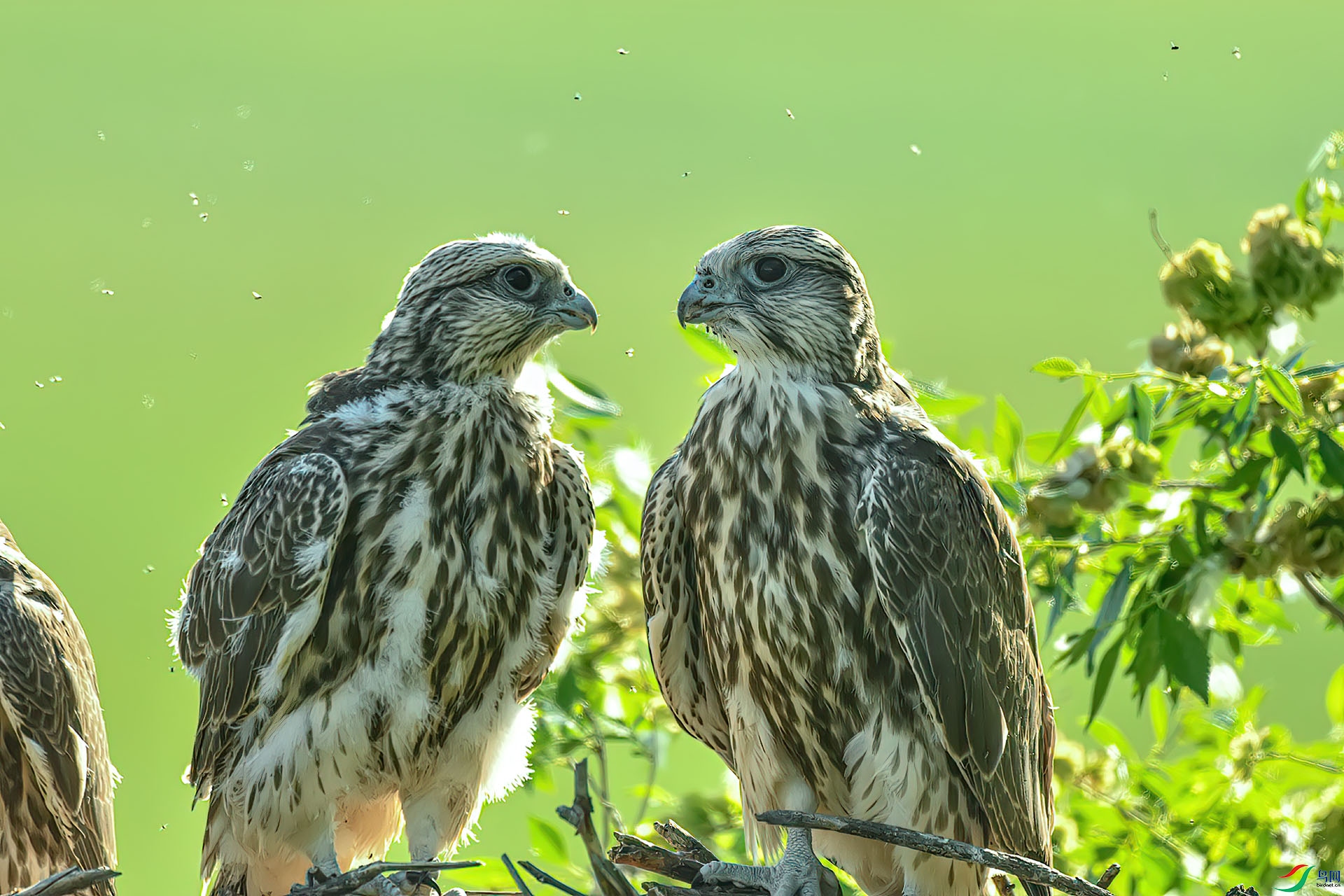 DSC_7442.jpg