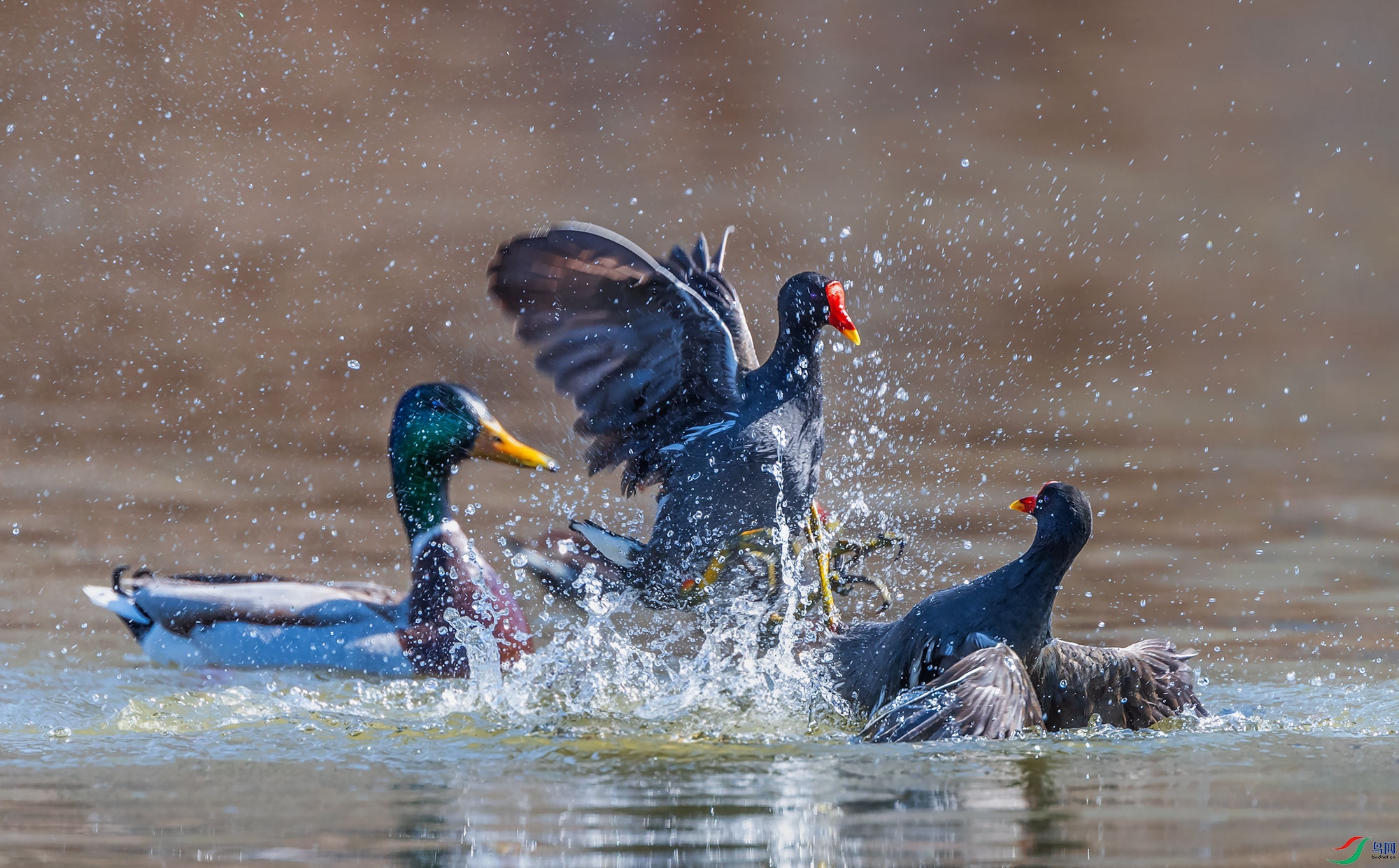 ��ˮ������ͷѼ