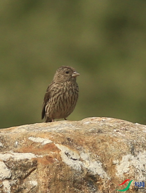 ��� (4)����.jpg