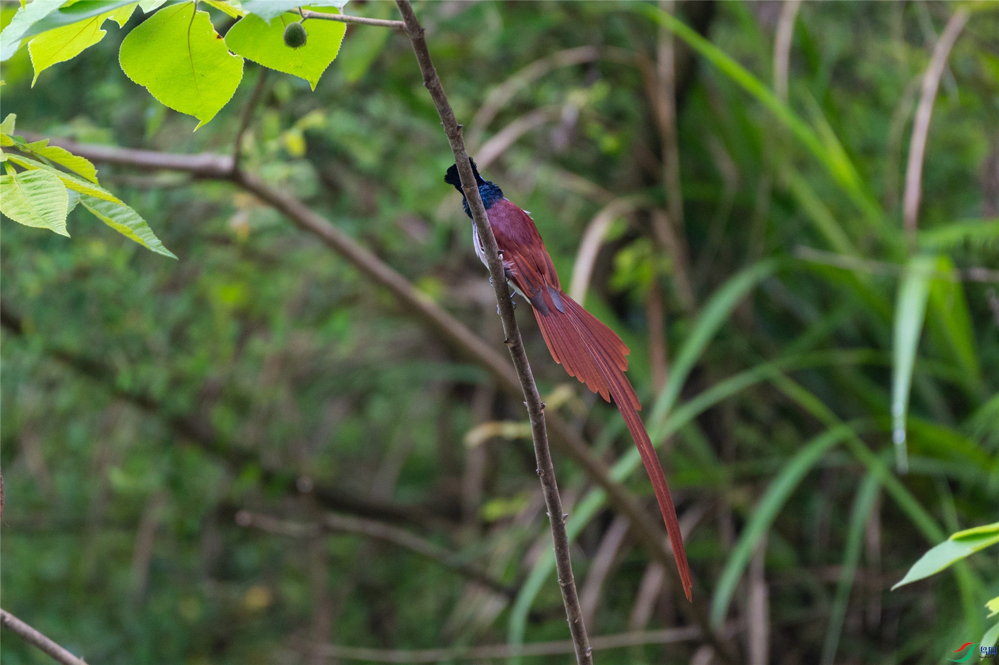 SZC_2906-1_����.jpg