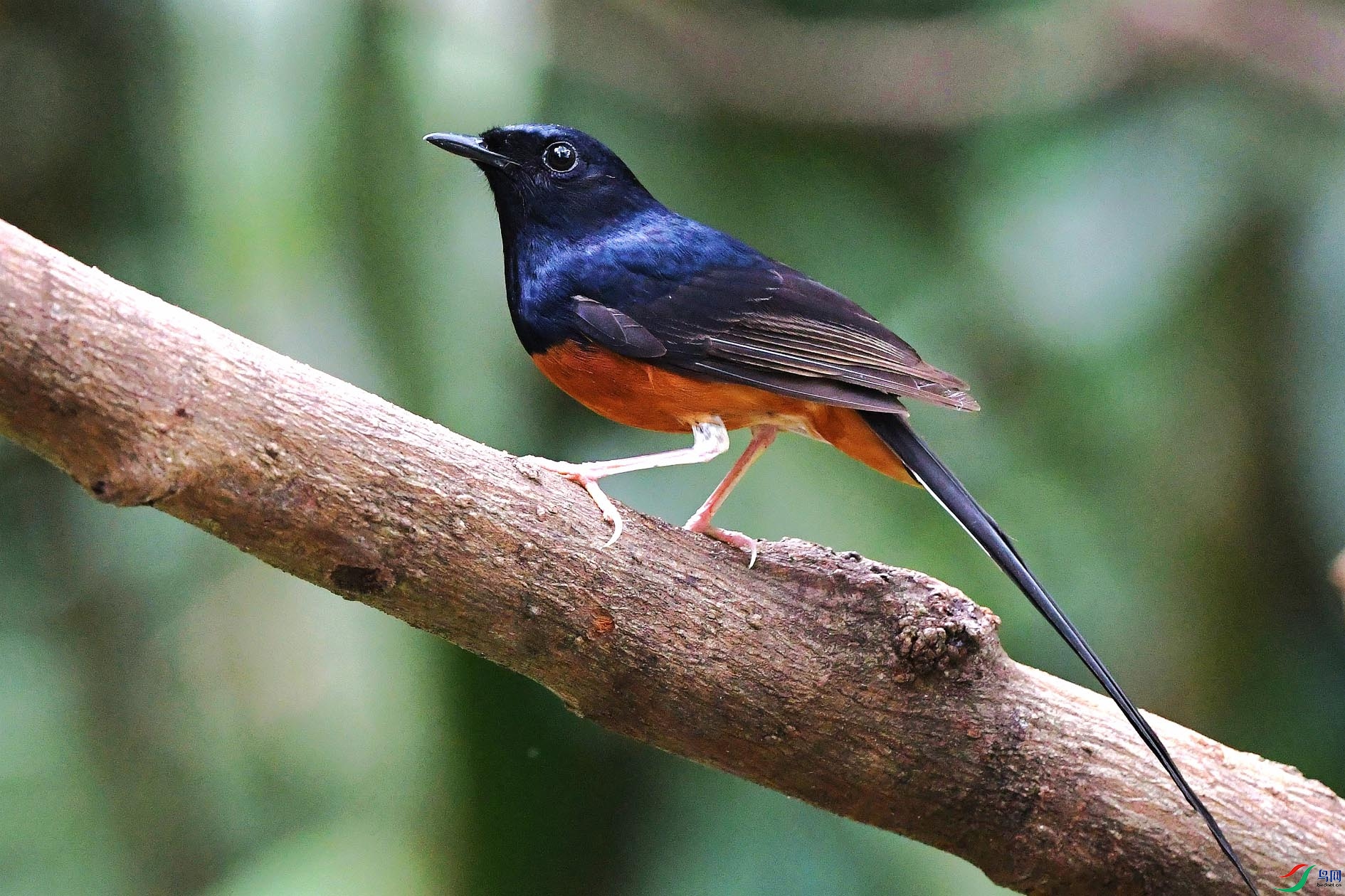 NIKON D5001083_����.jpg