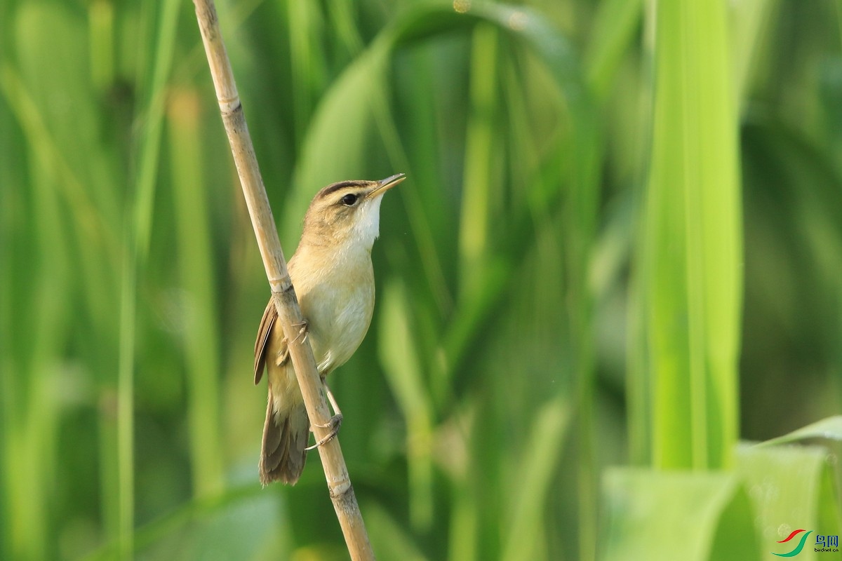 ��üέݺ�� 0F4A0690.jpg