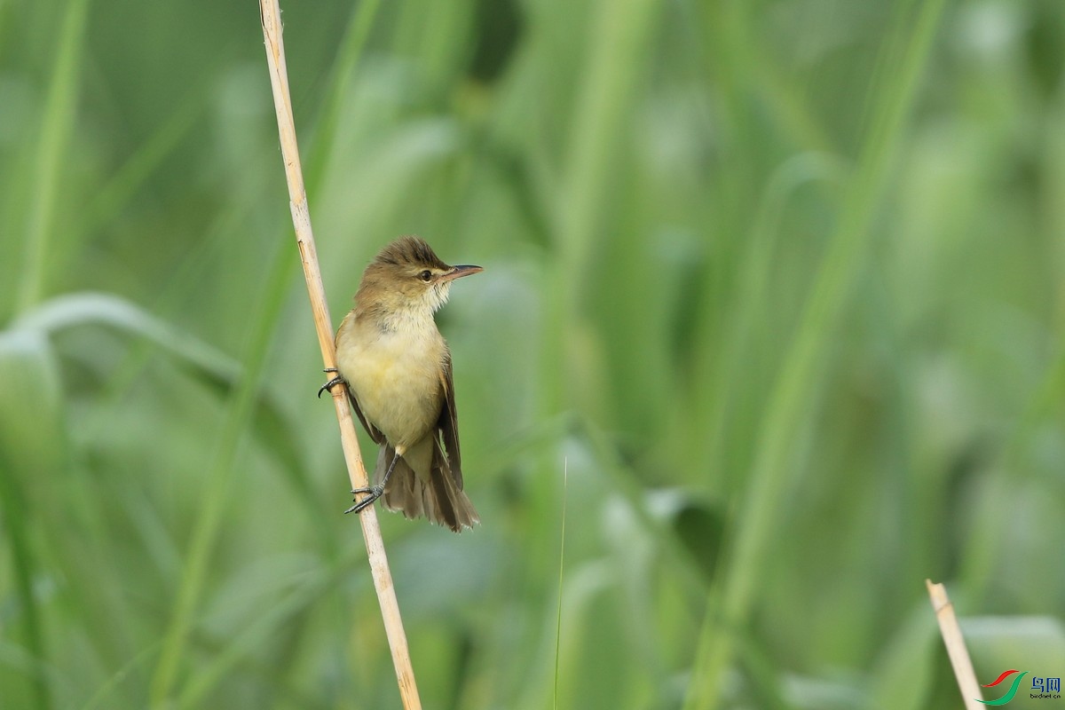 ������έݺ �� 0F4A0374.jpg