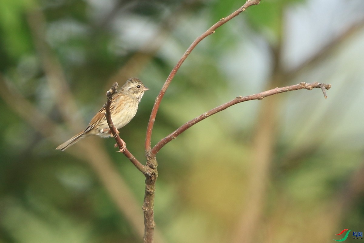 ʲô�M 111 0F4A0482.jpg