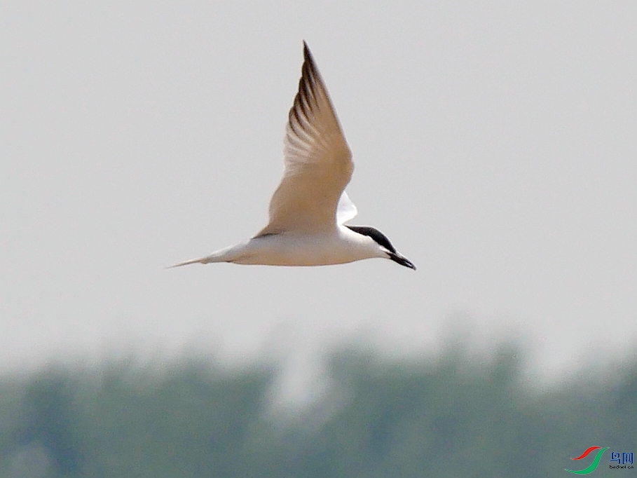 P8710595 - ����.JPG