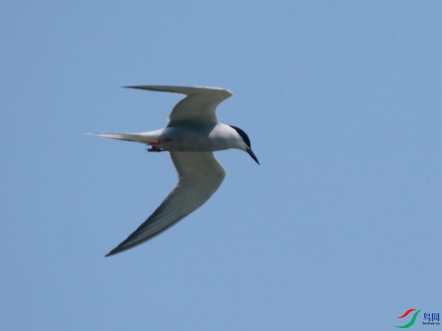 P8720155 - ���� - ����.JPG