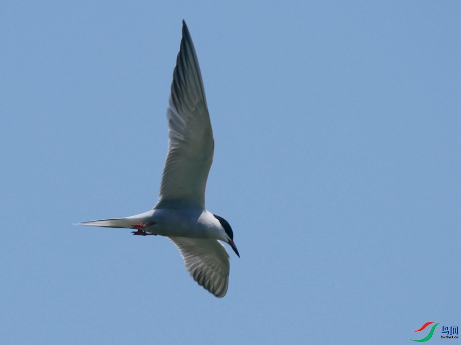 P8720154 - ���� - ����.JPG