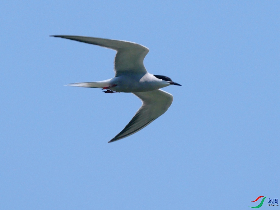 P8720153 - ���� - ����.JPG