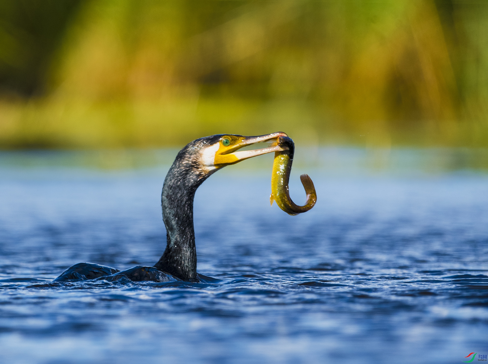 �������Ҳ����