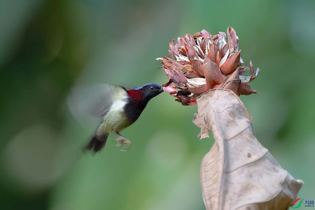 DSC_7469_DxOa.jpg