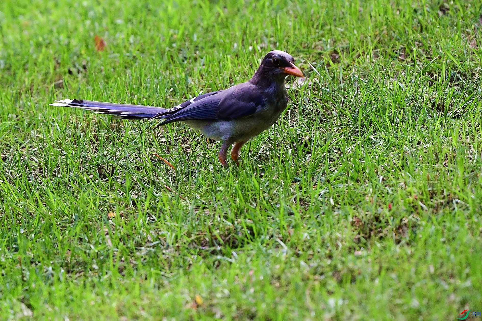 DSC_8291_����.jpg