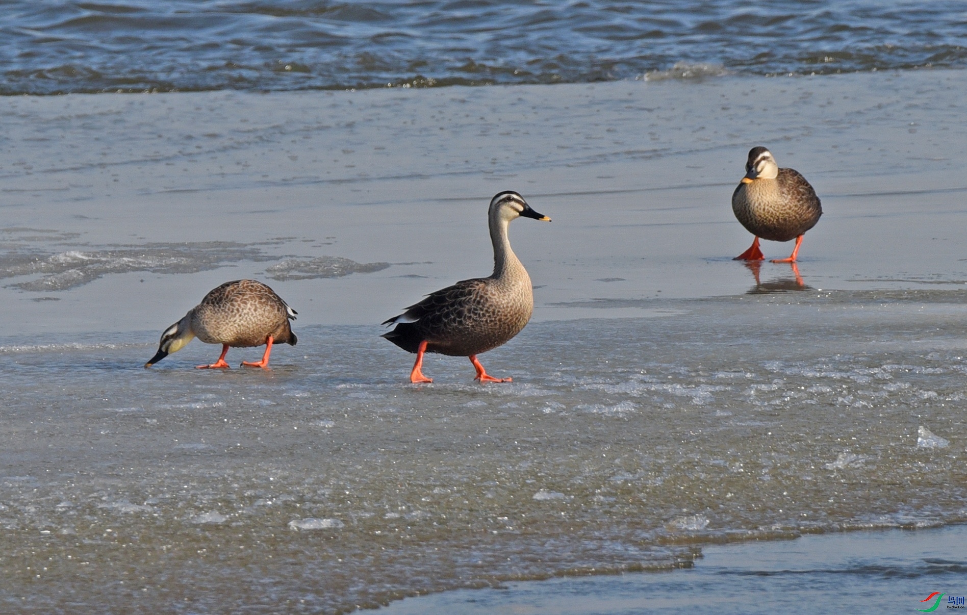 DSC_5399d.jpg