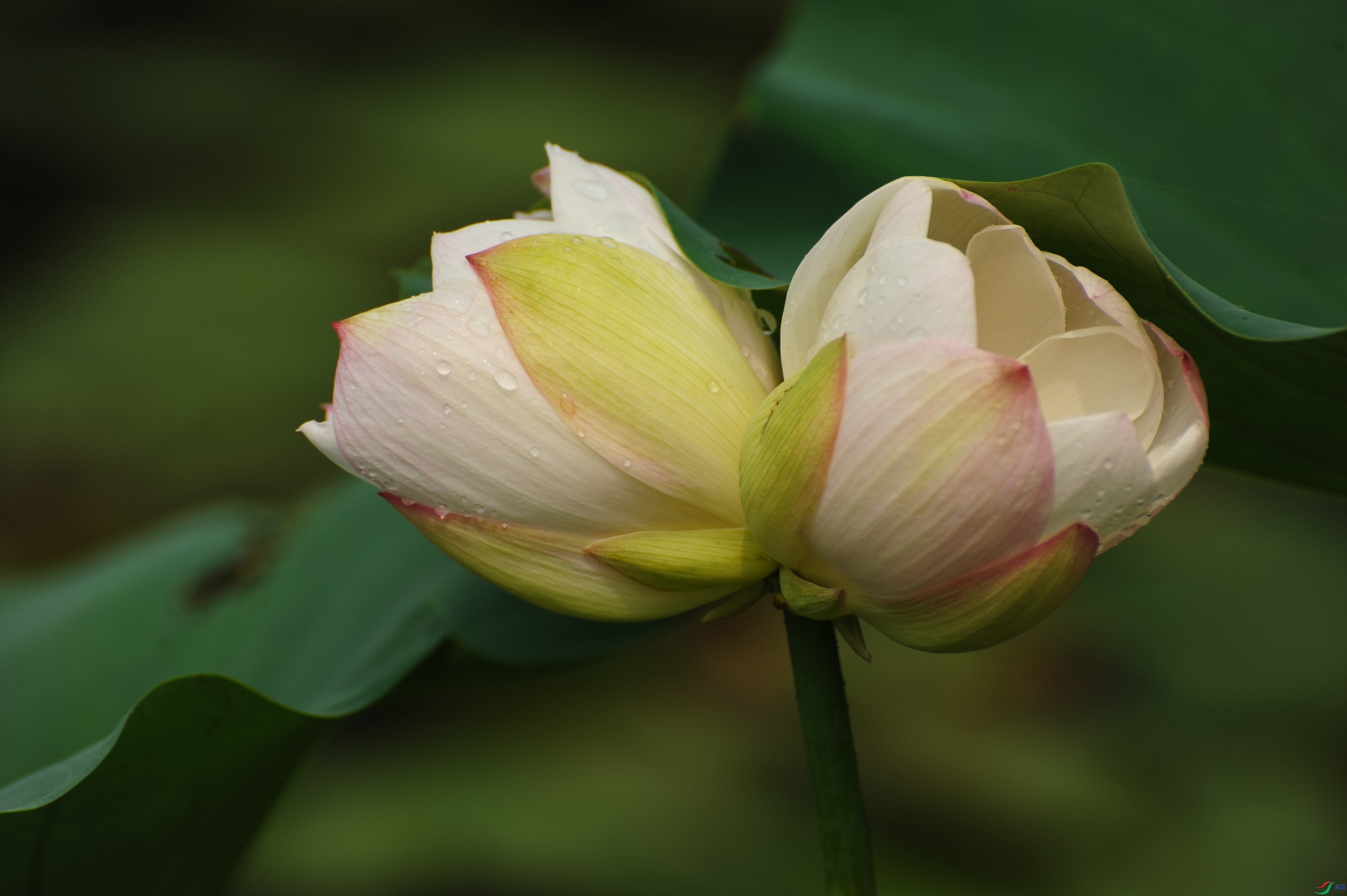 DSC_8254.JPG