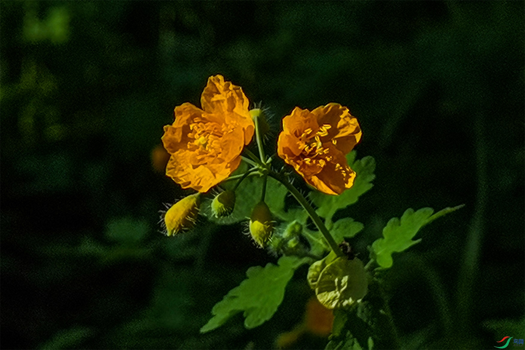 3719 ����1.jpg