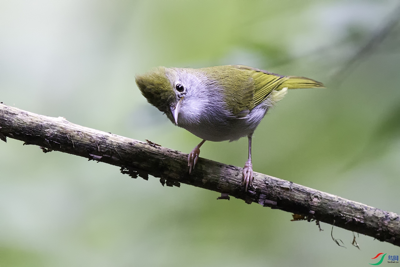 弄崗常見鳥類2白腹鳳鶥