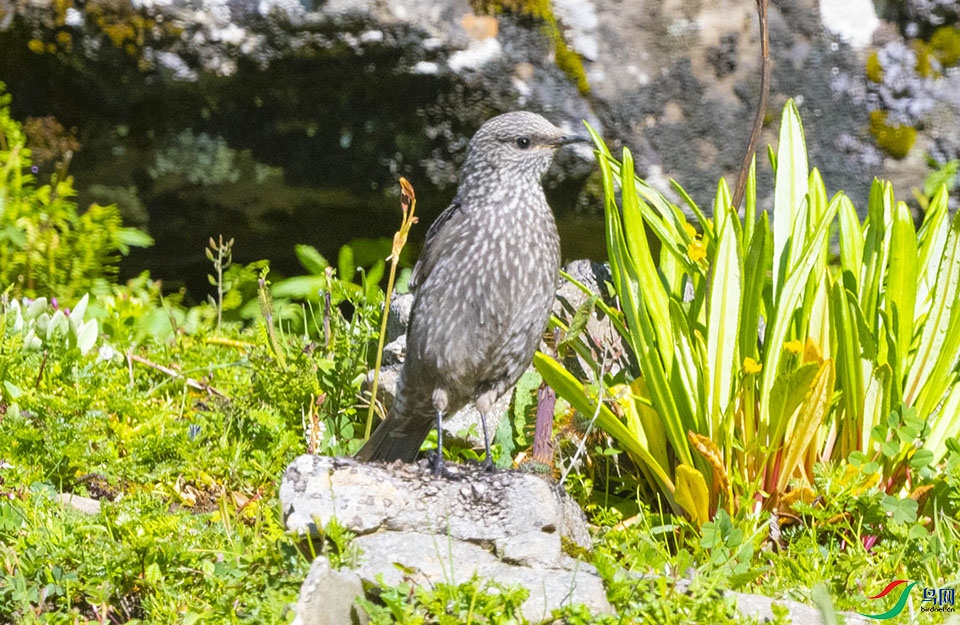 dsc_1291ps.jpg�㶫.jpg
