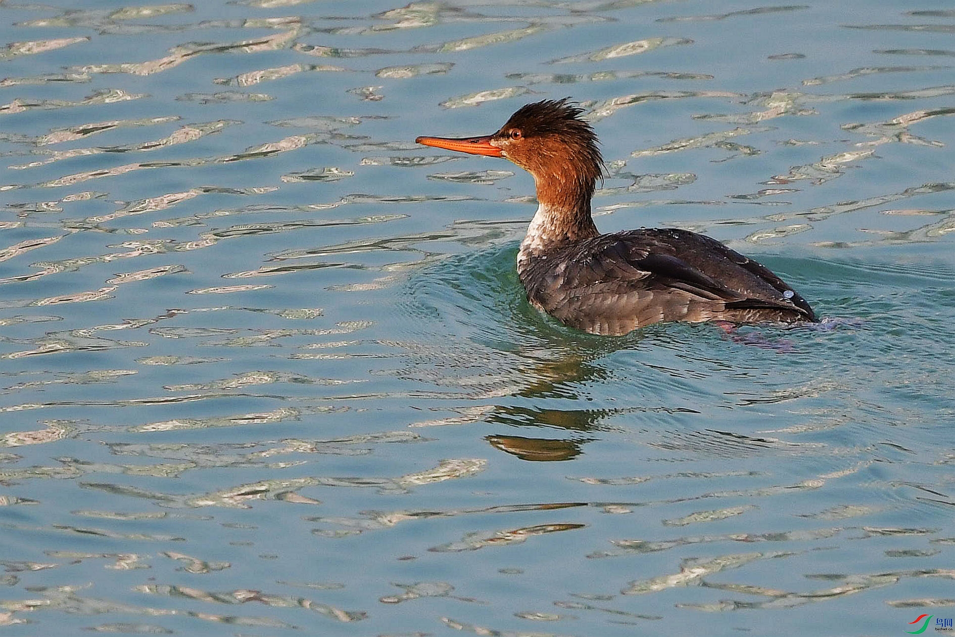 DSC_5547_����.jpg
