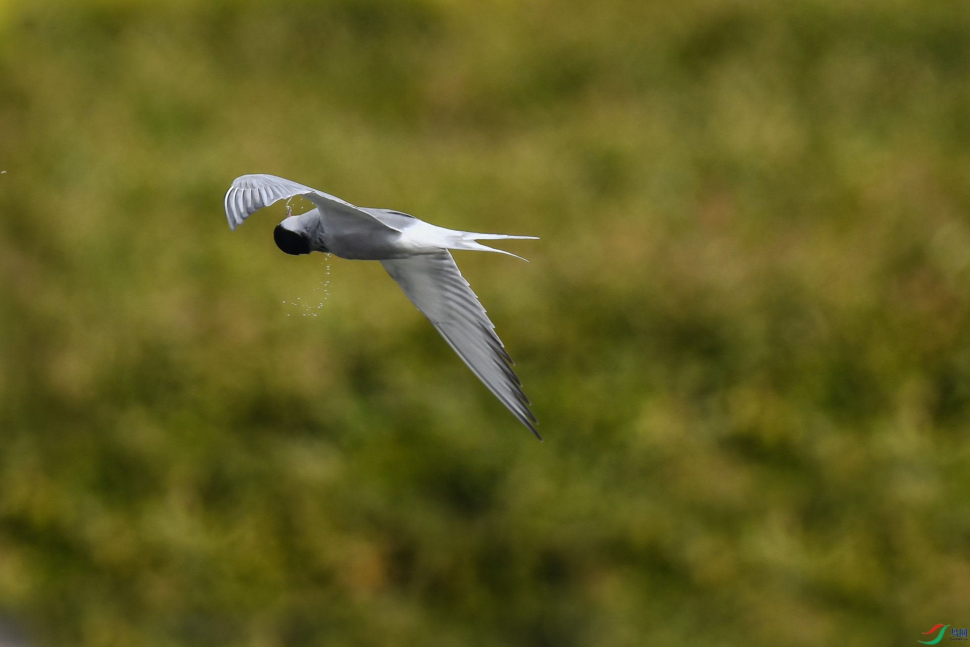 DSC_5590.jpg
