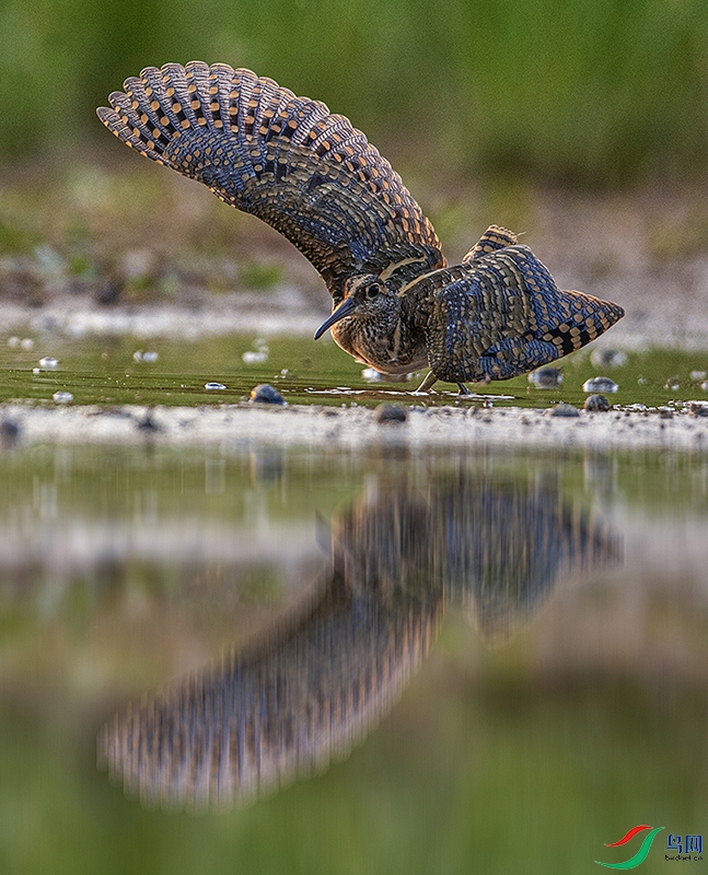 DSC_0530a.jpg