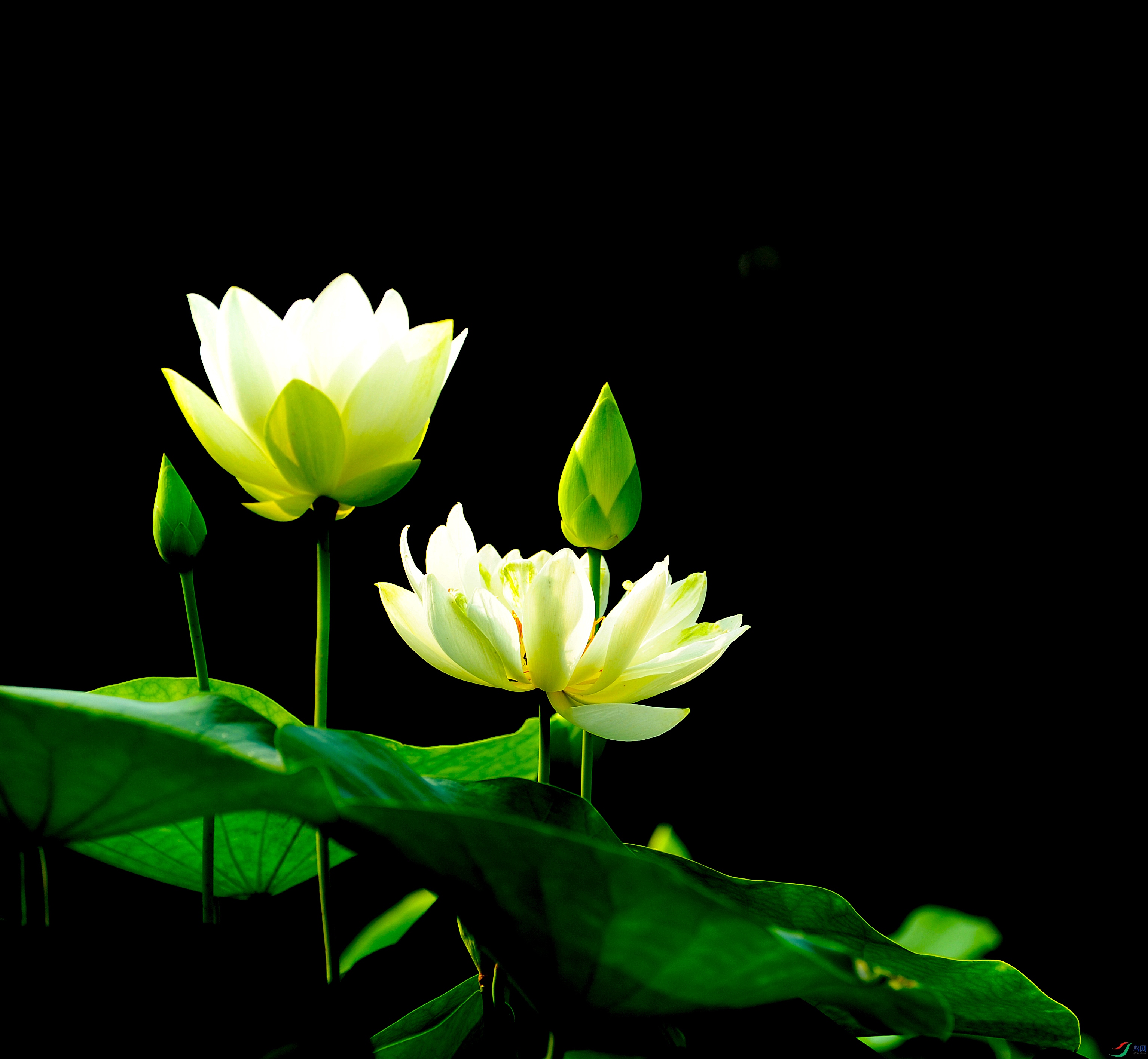DSC_8494A.jpg