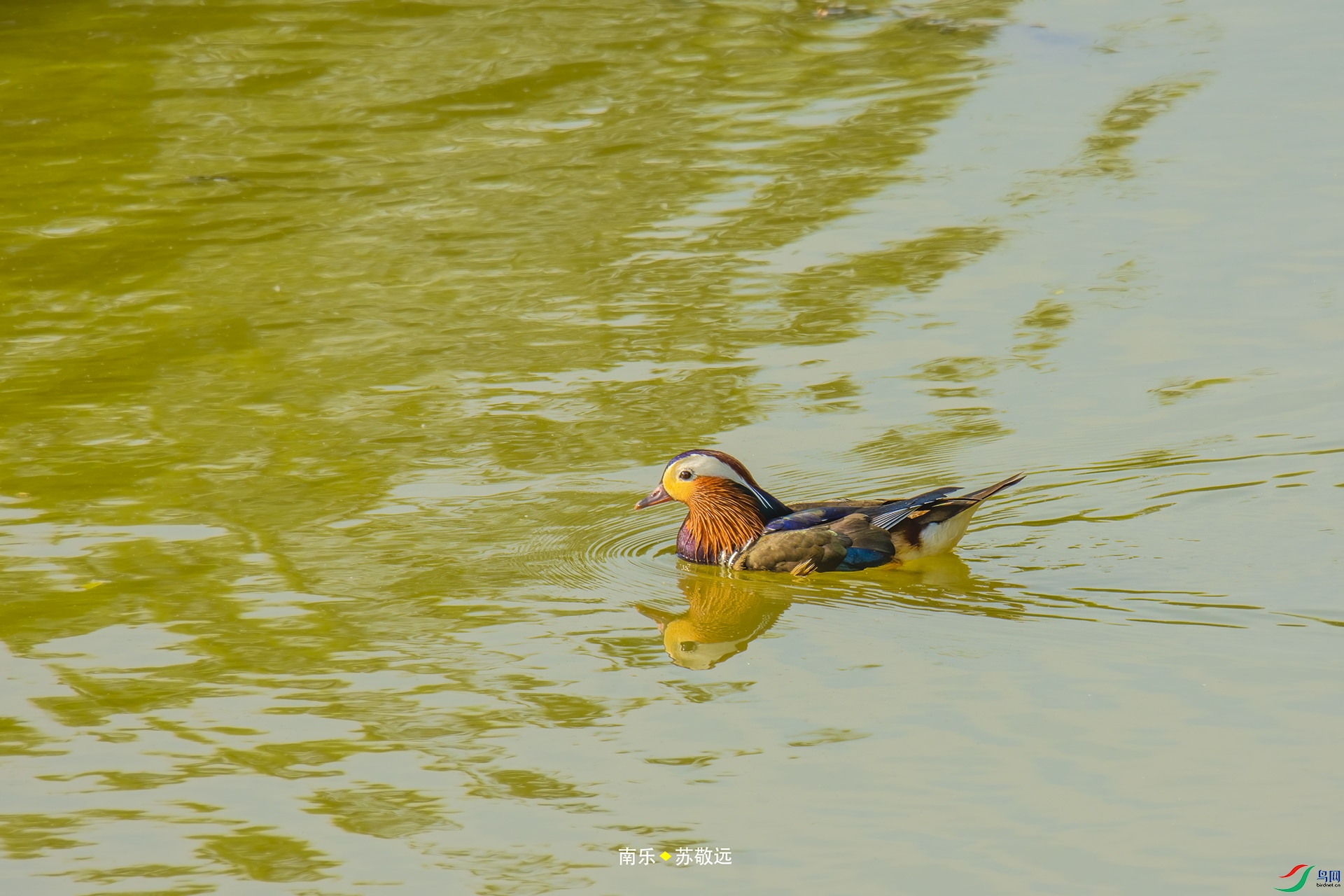 _DSC8541С.jpg