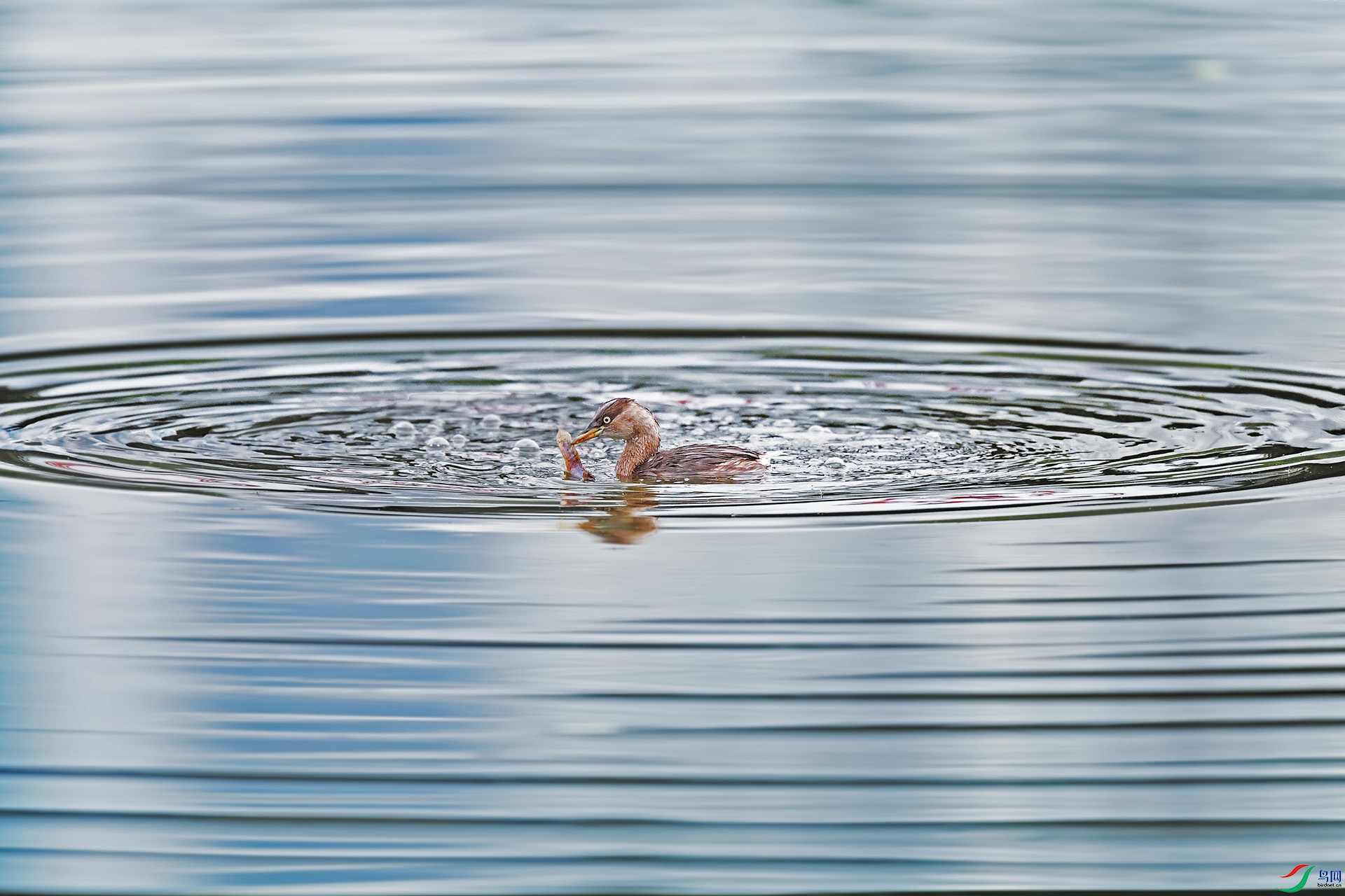 DSC_5204 ����.jpg