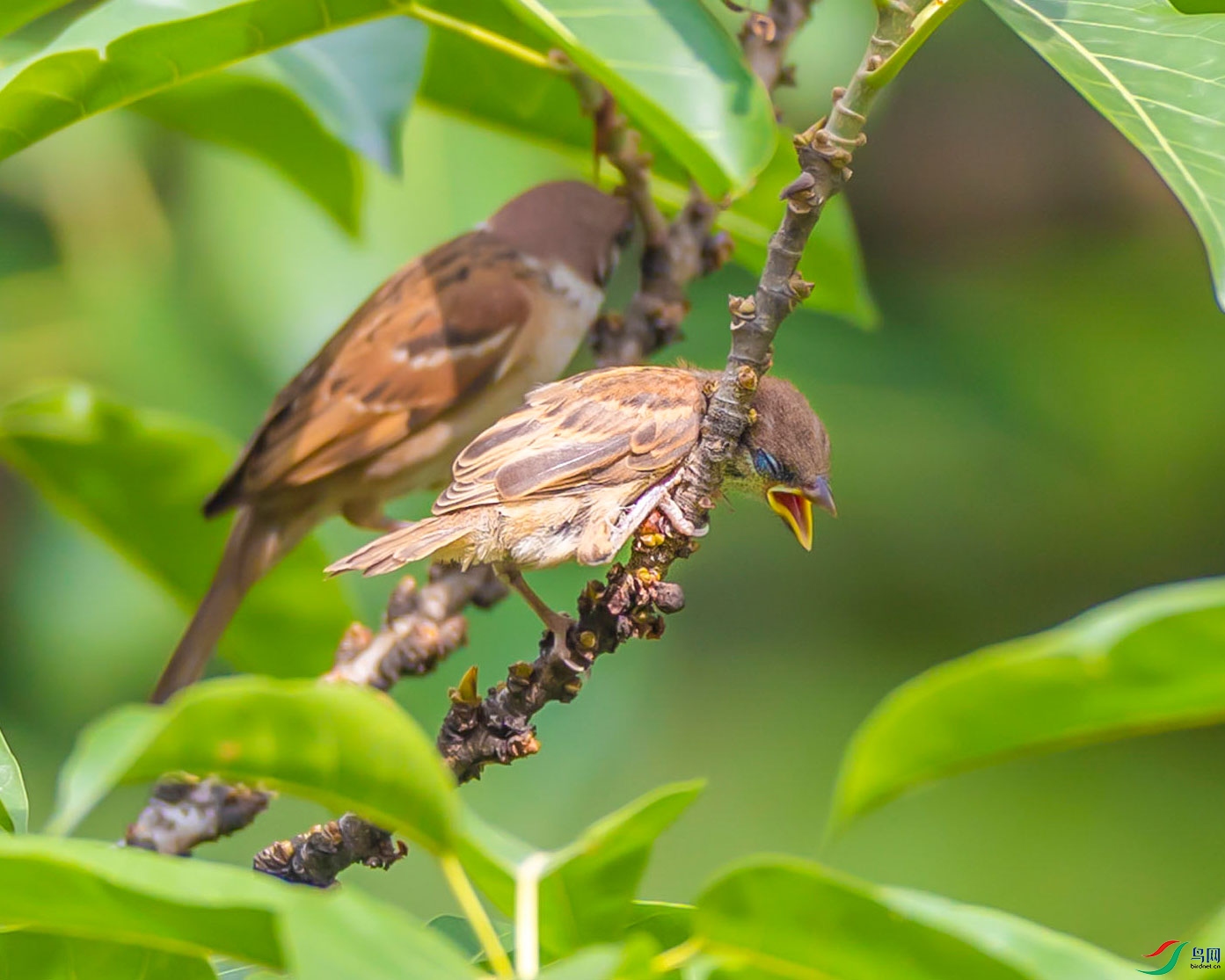 ��ѽ���Գ���