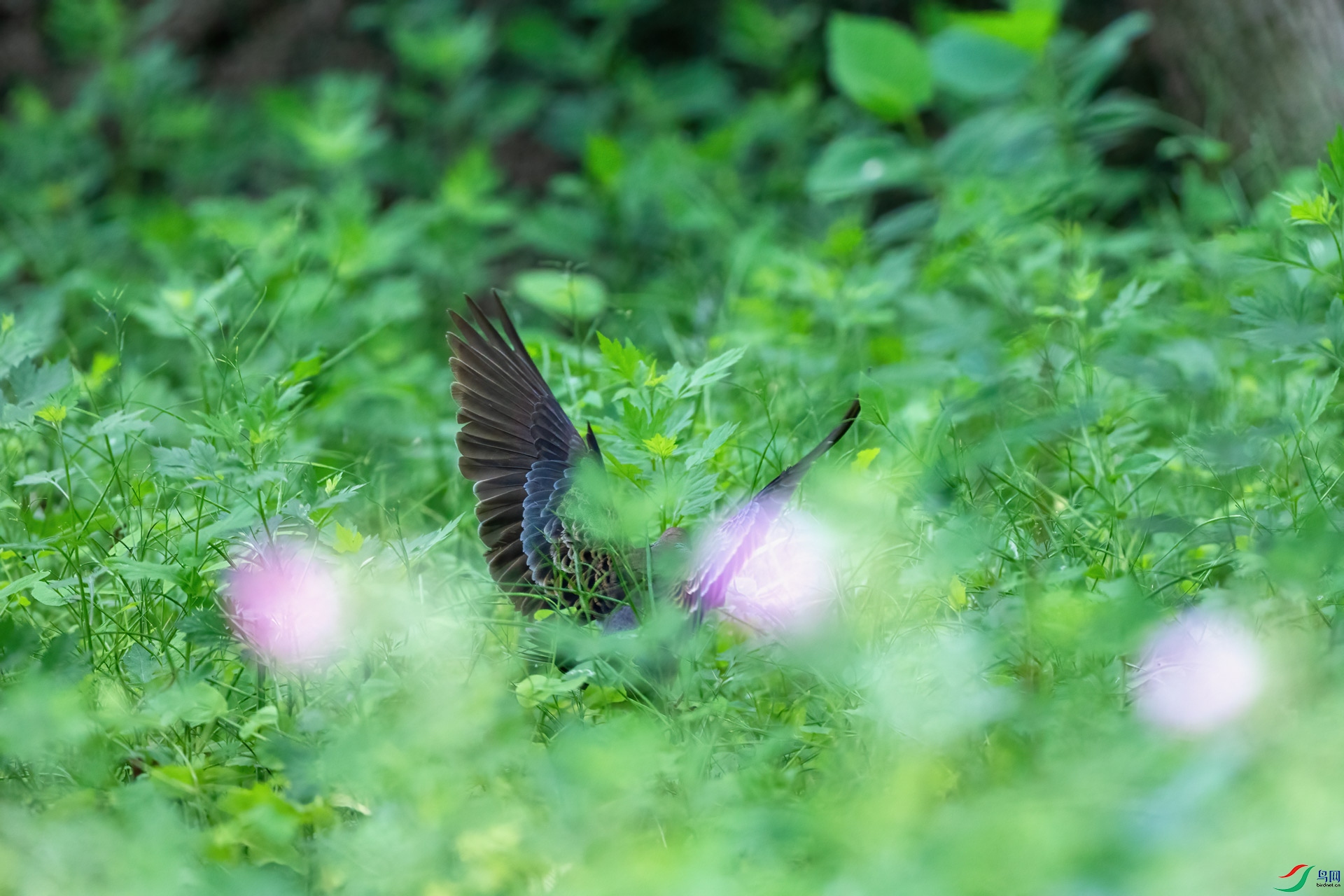 一只花蝴蝶落在草丛中