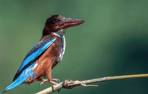 DSC_281900B1 - ���� (2).gif