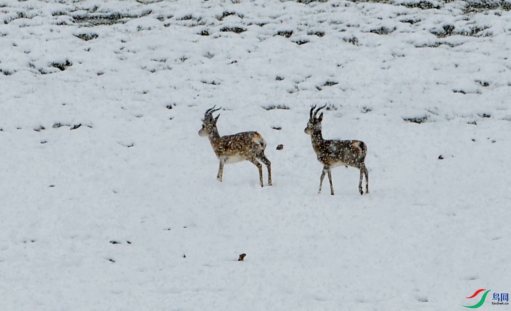 DSC_7537f.jpg