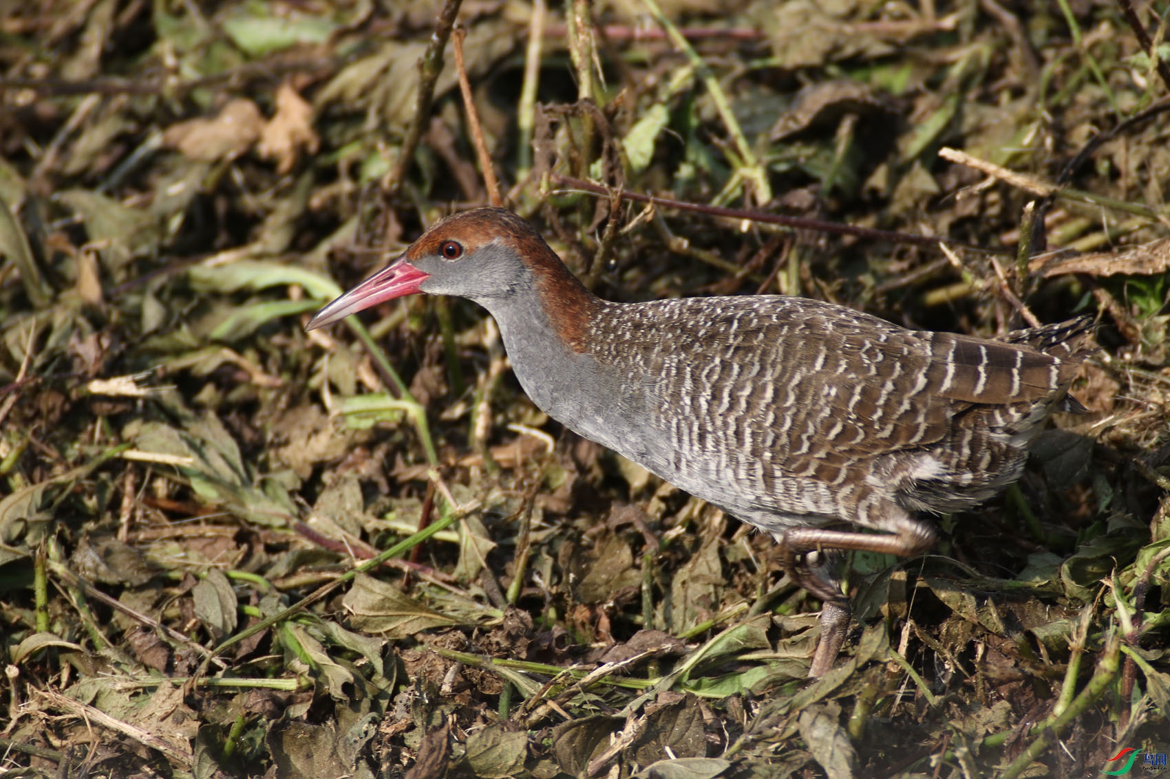 蓝胸秧鸡保护色
