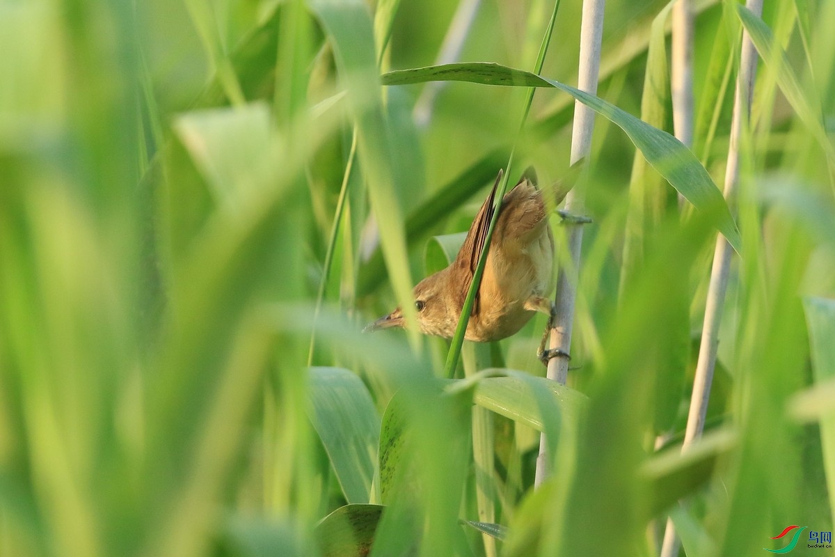 ʲô�� 0F4A2990.jpg