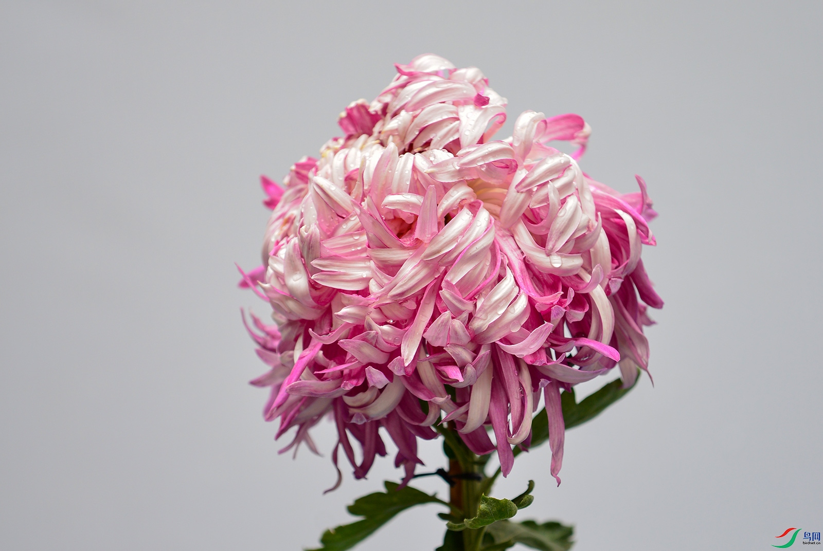 DSC_7899f.jpg