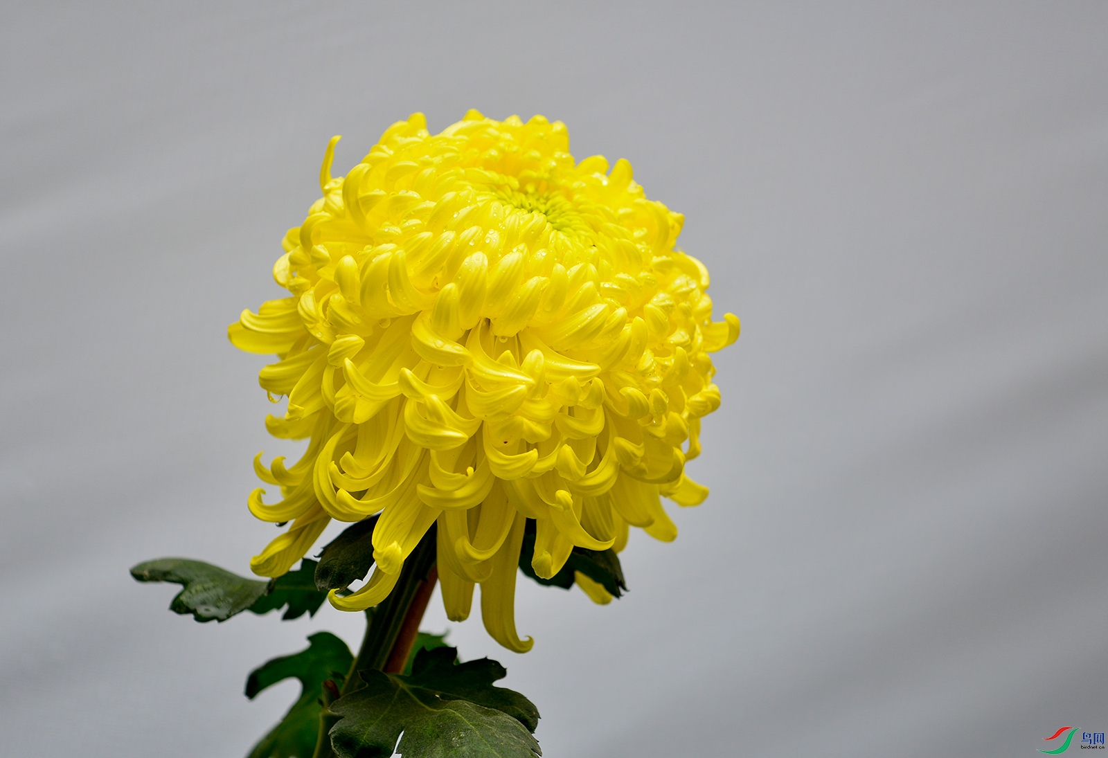 DSC_7895f.jpg