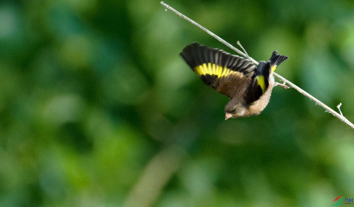 DSC_9575.JPG