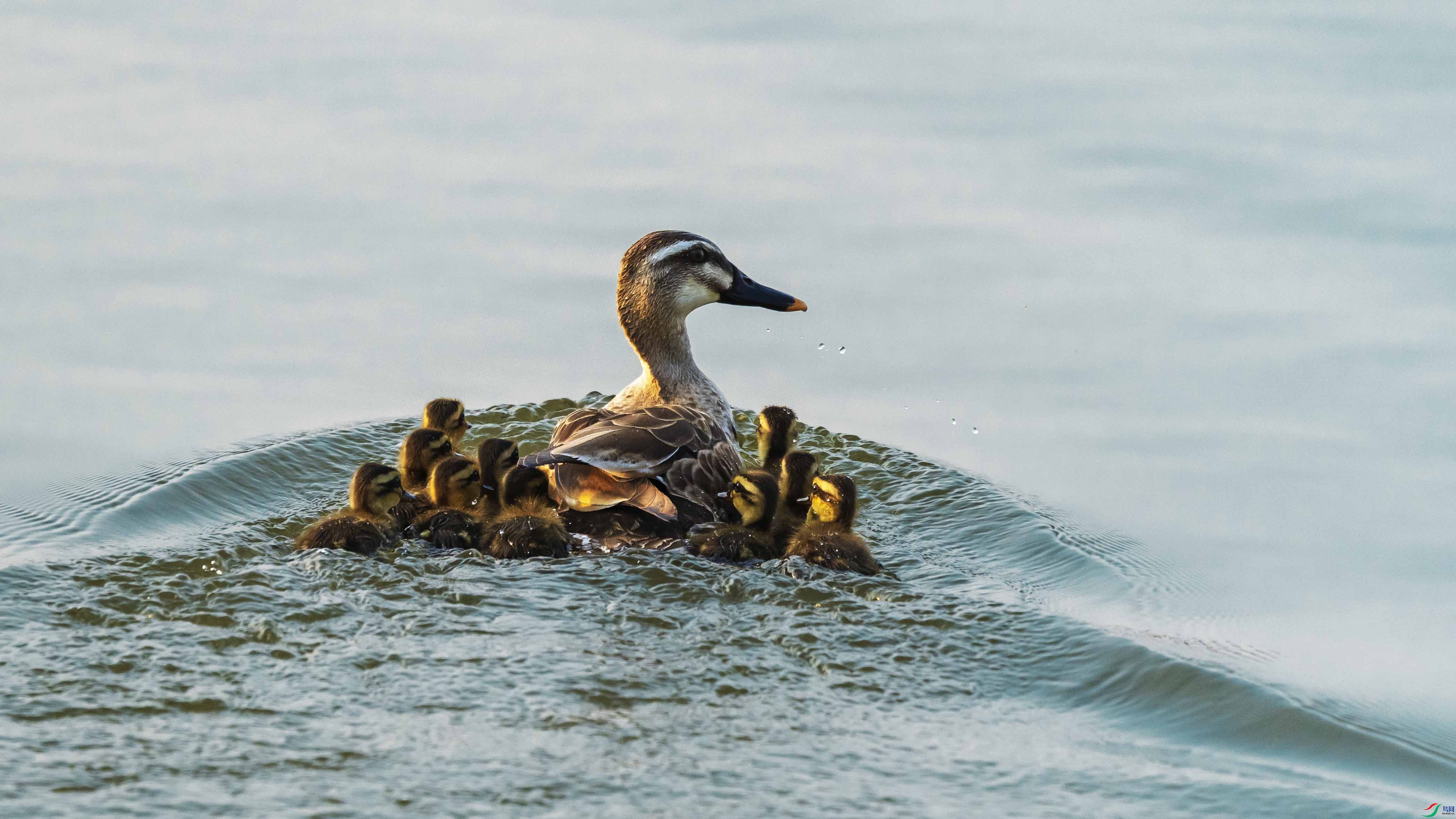 ����Ѽһ��