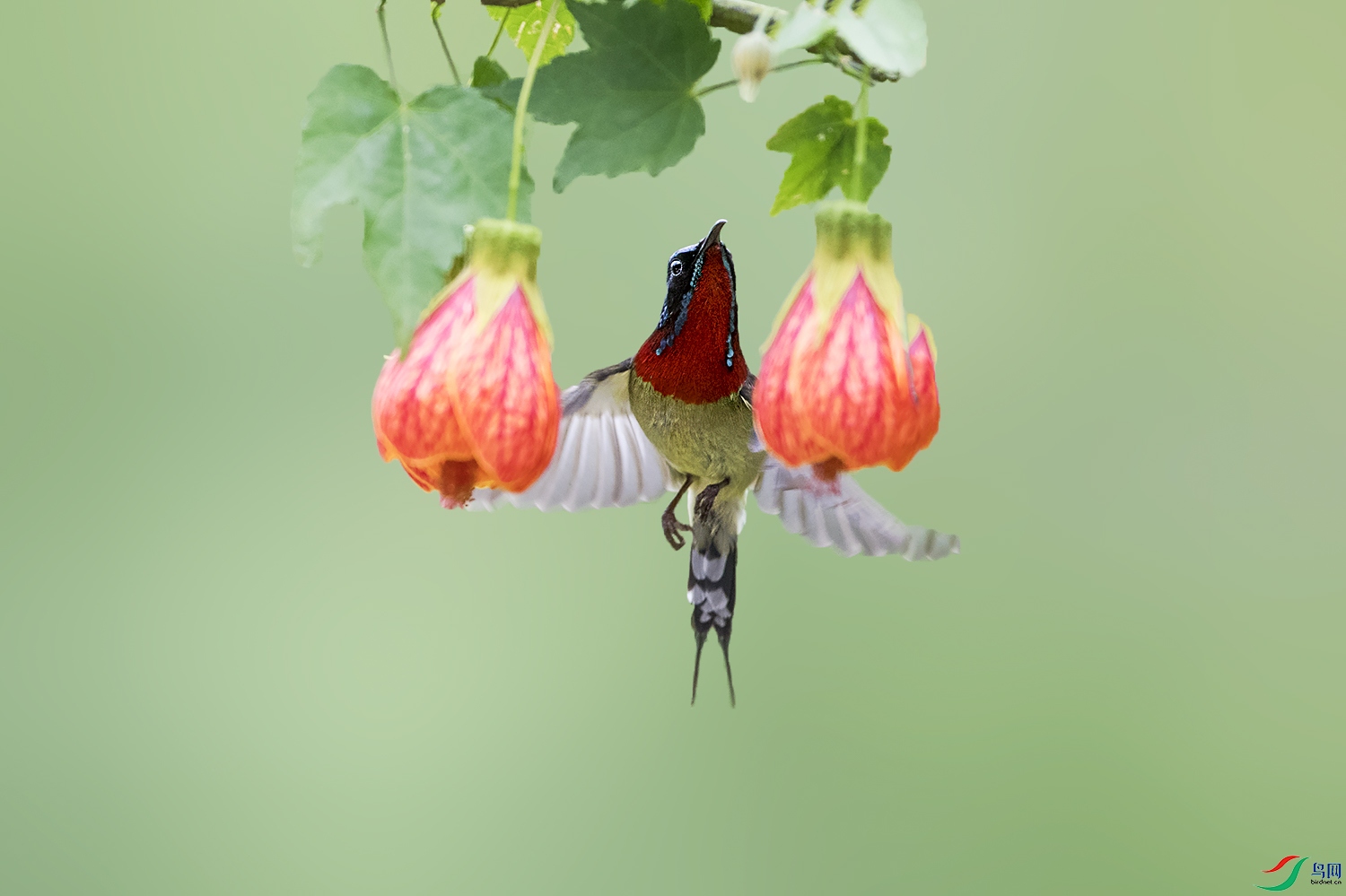 DSC_4425a.jpg