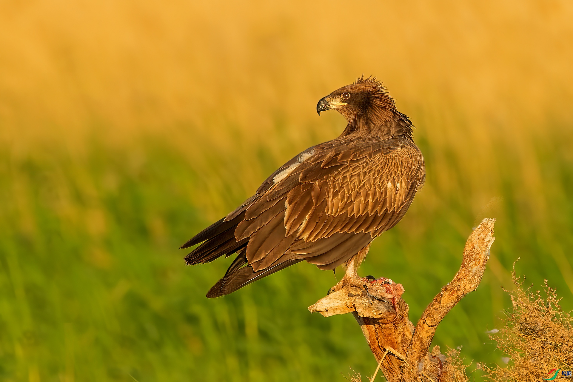 玉带海雕——霸气回首