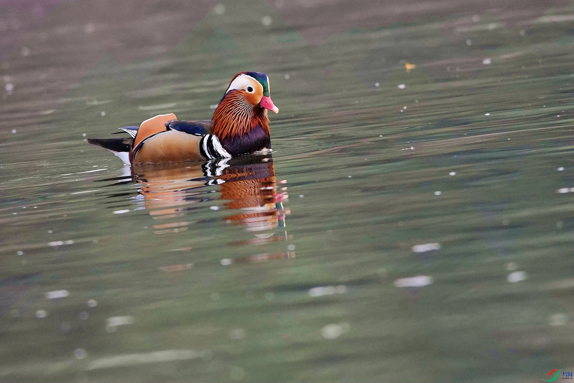 DSC_5214_����.jpg