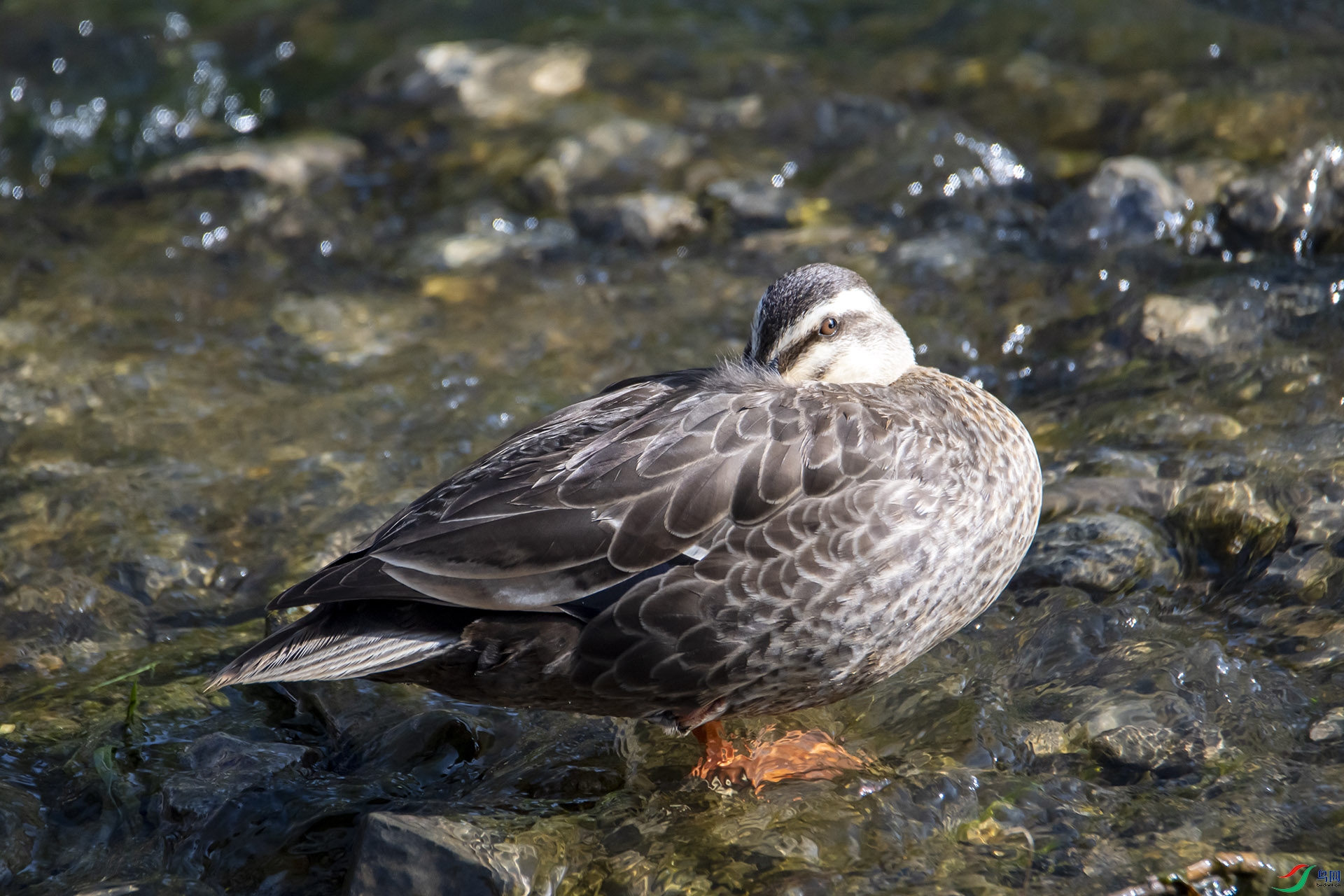 DSC_4754.jpg