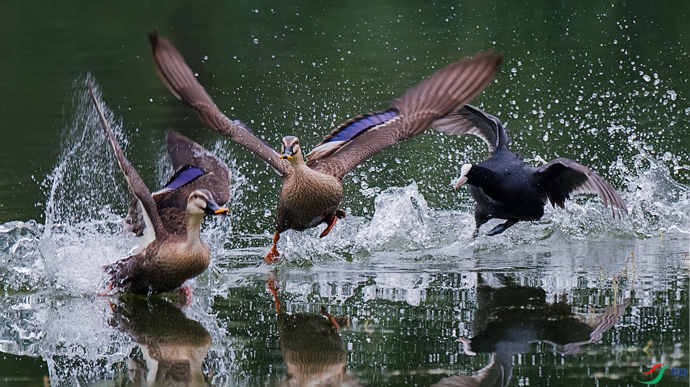 DSC_3860 - ����.jpg