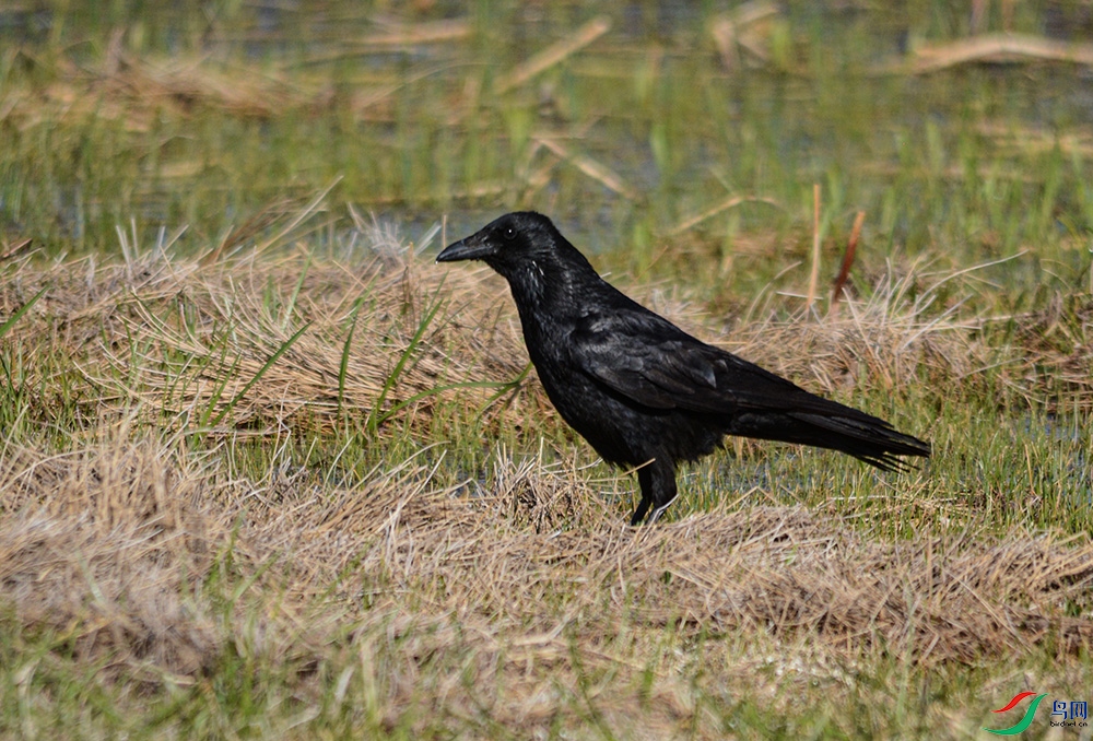 DSC_1065 ����.jpg