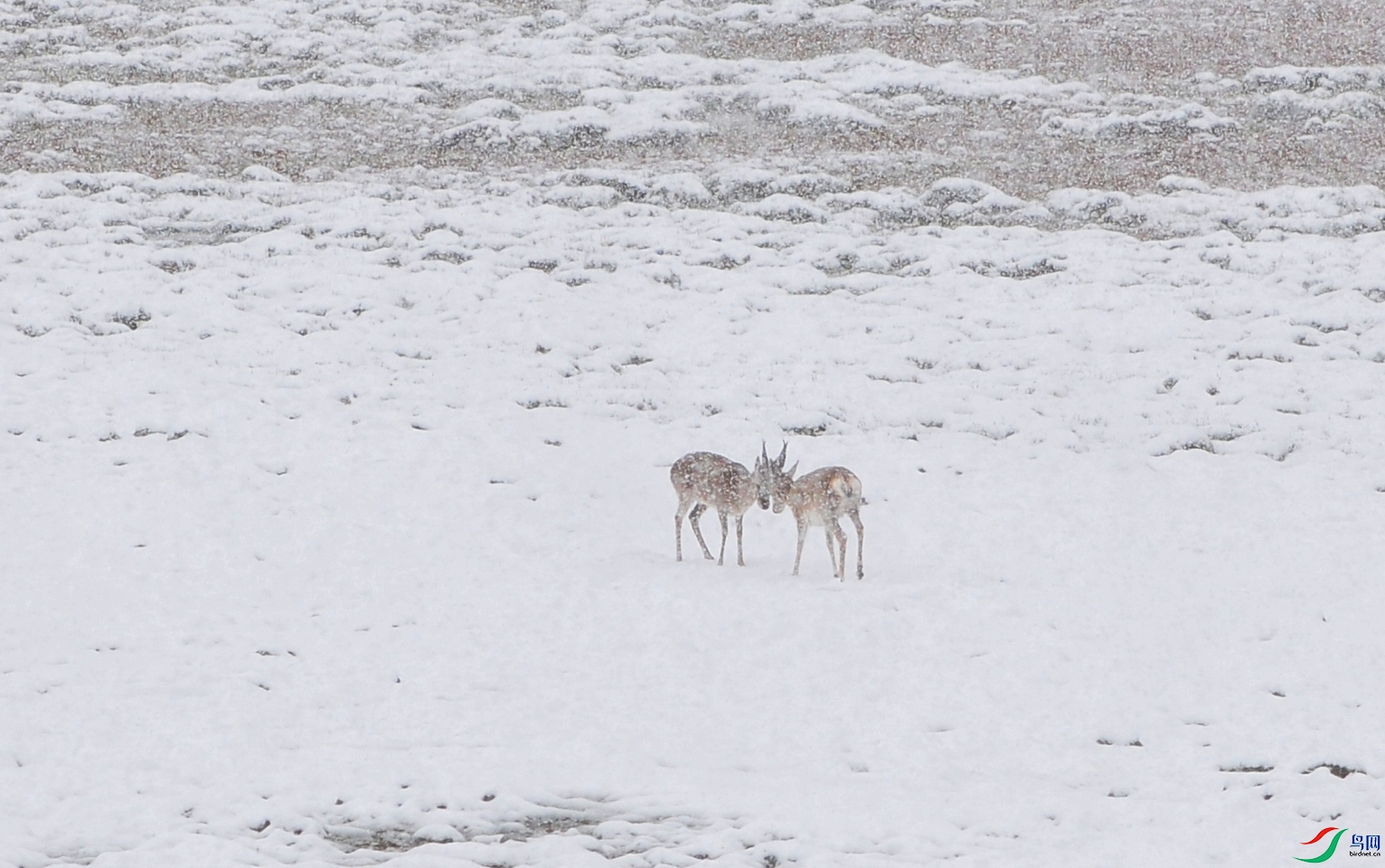 DSC_7546f.jpg