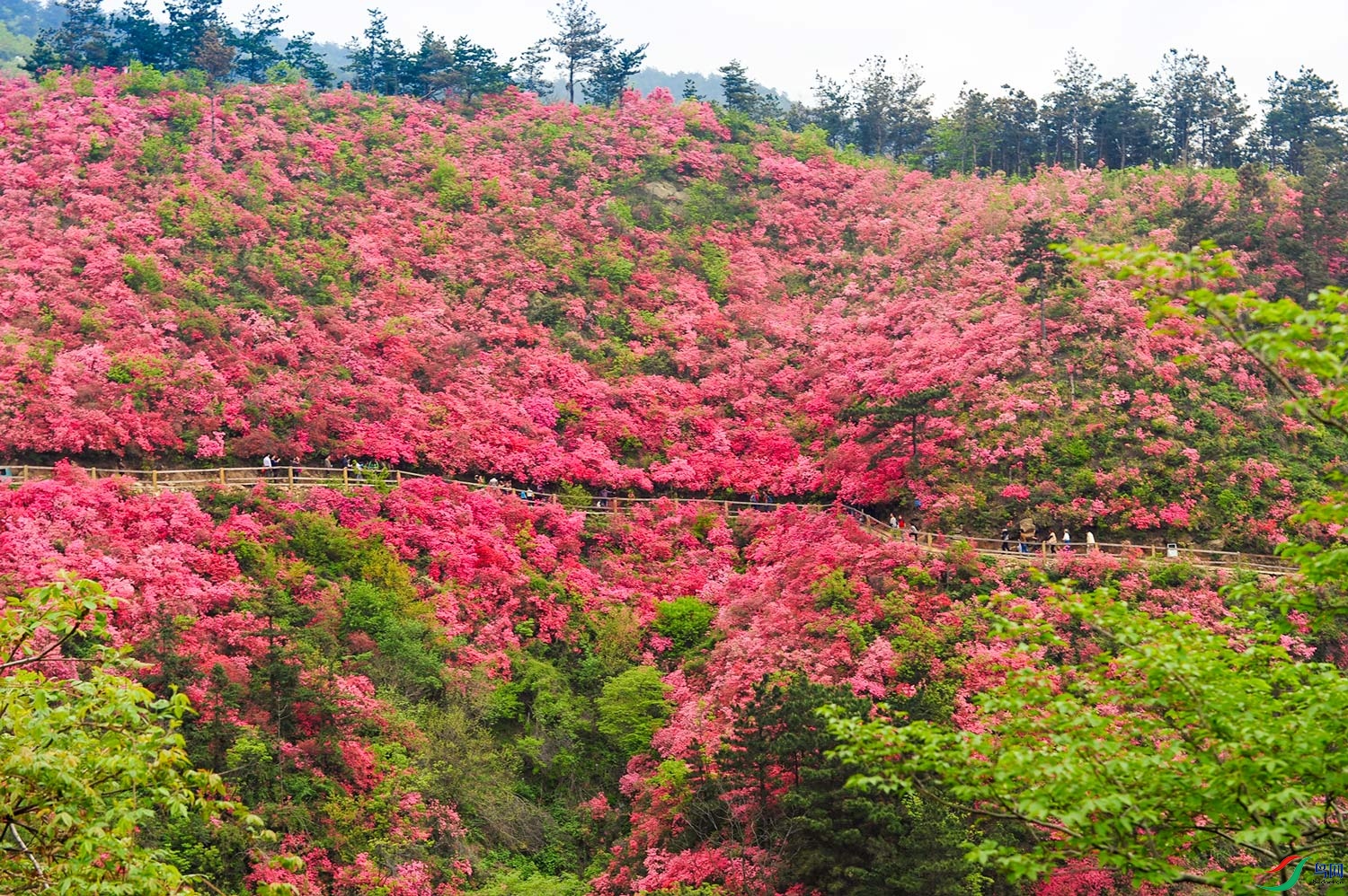 DSC_4389a.jpg